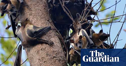 Farm plan poses ‘catastrophic’ threat to Zambian park vital for fruit bats