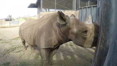 San Diego Rhino Finds A New Home In Tanzania