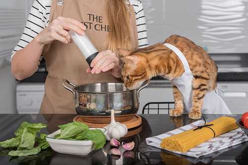 Cat Hair Cuisine! Funniest, Wildest & Pettiest Office Potluck Tweets (2024 Edition) Cat Hair Cuisine! Funniest, Wildest & Pettiest Office Potluck Tweets (2024 Edition)