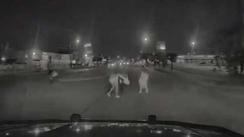 Why is this Houston Cop Who Fatally Ran Over a Black Woman Back on the Payroll? Why is this Houston Cop Who Fatally Ran Over a Black Woman Back on the Payroll?