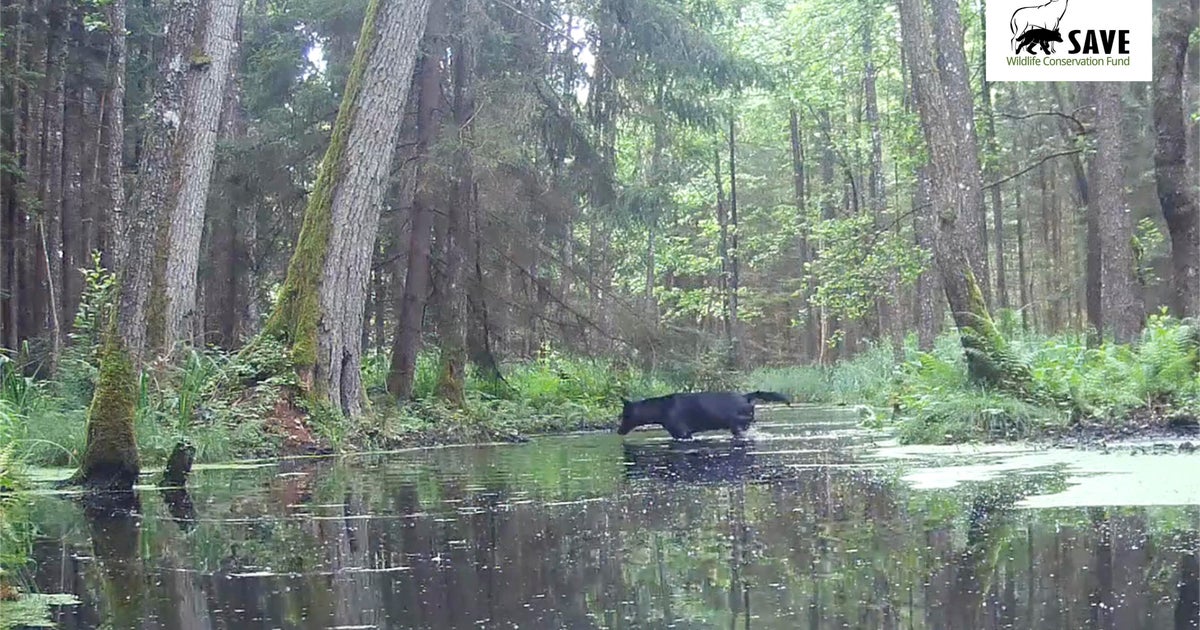 Black wolves with rare genetic mutation caught on camera in Polish forest