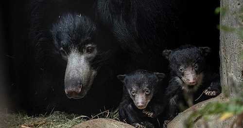 See two sloth bear cubs make their debut at San Diego Zoo
