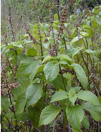 Scent leave and its benefits Amazing Health Benefits of Scent Leaves (Ocimum gratissimum)...