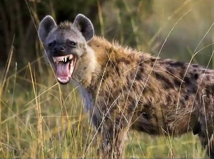 Heyena was just a mere dog 🐶 who start doing hard drugs and ended up like this  Say no to hard...