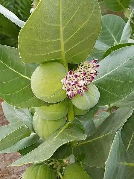 #blaqsbi REMĖÐY FOR ÇĦRONIC HEADACĦE,MIĞRAIÑE AND MOUŤH 0DOR  item$odom Åpple leave...