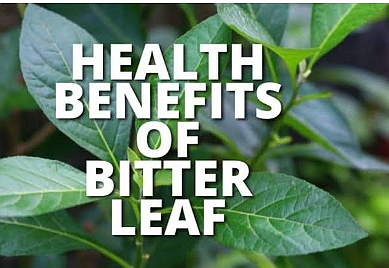 The Health Benefits of Bitter Leaf - pan-African BITTER LEAF (Vernonia amygdalina)Bitter...
